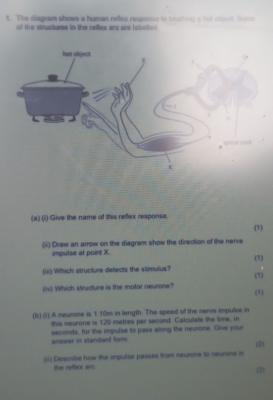 Solved: The diagram shows a human reflex response to touching a hot ...