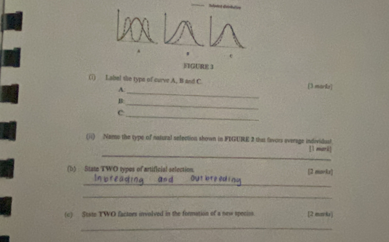 FIGURE 3 
(i) Iabel the type of curve A, B and C. 
A:_ 
[3 markr] 
B:_ 
C:_ 
(ii) Name the type of natural selection shown in FIGURE 2 that favors average individual 
_ 
[l mark] 
(b) State TWO types of artificial selection. [2 morks] 
_ 
_ 
(c) State TWO factors involved in the formation of a new species [2 mm ks] 
_