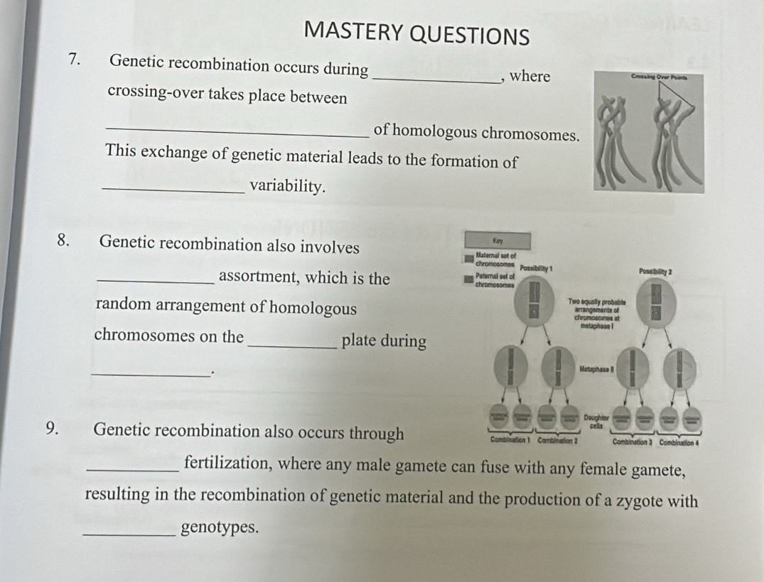 MASTERY QUESTIONS 
7. Genetic recombination occurs during 
_, where 
crossing-over takes place between 
_ 
of homologous chromosomes. 
This exchange of genetic material leads to the formation of 
_variability. 
8. Genetic recombination also involves 
_assortment, which is the 
random arrangement of homologous 
chromosomes on the_ plate during 
_. 
9. Genetic recombination also occurs through 
_fertilization, where any male gamete can fuse with any female gamete, 
resulting in the recombination of genetic material and the production of a zygote with 
_genotypes.