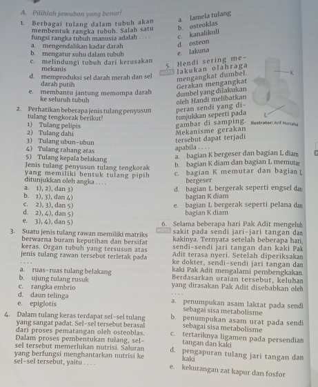 Pilihlah jawaban yang benar!
1. Berbagai tulang dalam tubuh akan a lamela tulang
membentuk rangka tubuh. Salah satu b. osteoklas
fungsi rangka tubuh manusia adalah . . . c. kanalikuli
a. mengendalikan kadar darah d. osteon
b. mengatur suhu dalam tubuh e. lakuna
c. melindungi tubuh dari kerusakan
mekanis
5. Hendi sering me-
Olakukan olahraga
d. memproduksi sel darah merah dan sel
mengangkat dumbel. K
darah putih
Gerakan mengangkat
e. membantu jantung memompa darah dumbel yang dilakukan
ke seluruh tubuh
oleh Handi melibatkan
2. Perhatikan beberapa jenis tulang penyusun peran sendi yang di-
gambar di samping. tunjukkan seperti pada
tulang tengkorak berikut! Hustrator: Arif Nerala
1) Tulang pelipis
2 Tulang dahi
3) Tulang ubun-ubun
tersebut dapat terjadi Mekanisme gerakan
4) Tulang rahang atas
apabila . . . .
5 Tulang kepala belakang
a. bagian K bergeser dan bagian L diam
Jenis tulang penyusun tulang tengkorak b. bagian K diam dan bagian L memutæ
yang memiliki bentuk tulang pipih c. bagian K memutar dan bagian 
ditunjukkan oleh angka . . . .
bergeser
a. 1), 2), dan 3) d. bagian L bergerak seperti engsel da
b. 1), 3), dan 4) bagian K diam
c. 2), 3), dan 5) e. bagian L bergerak seperti pelana dan
d. 2), 4), dan 5) bagian K diam
e. 3), 4), dan 5) 6. Selama beberapa hari Pak Adit mengelh
3. Suatu jenis tulang rawan memiliki matriks sakit pada sendi jari-jari tangan da
kakinya. Ternyata setelah beberapa hari,
berwarna buram keputihan dan bersifat sendi-sendi jari tangan dan kaki Pak
keras. Organ tubuh yang tersusun atas Adit terasa nyeri. Setelah diperiksakan
jenis tulang rawan tersebut terletak pada ke dokter, sendi-sendi jari tangan dan
a. ruas-ruas tulang belakang kaki Pak Adit mengalami pembengkakan.
Berdasarkan uraian tersebut, keluhan
b. ujung tulang rusuk yang dirasakan Pak Adit disebabkan oleh
c. rangka embrio
d. daun telinga a. penumpukan asam laktat pada sendi
e. epiglotis sebagaí sisa metabolisme
4. Dalam tulang keras terdapat sel-sel tulang b. penumpukan asam urat pada sendi
yang sangat padat. Sel-sel tersebut berasal sebagai sisa metabolisme
dari proses pematangan oleh osteoblas. c. tertariknya ligamen pada persendian
Dalam proses pembentukan tulang, sel- tangan dan kaki
sel tersebut memerlukan nutrisi. Säluran d. pengapuran tulang jari tangan dan
yang berfungsi menghantarkan nutrisi ke kaki
sel-sel tersebut, yaitu . . . . e. kekurangan zat kapur dan fosfor