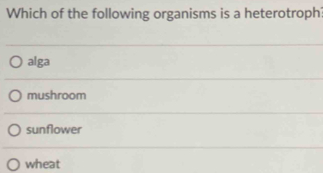 Which of the following organisms is a heterotroph?
alga
mushroom
sunflower
wheat