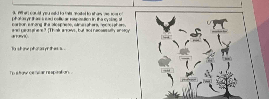 What could you add to this model to show the role of 
photosynthesis and cellular respiration in the cycling of 
carbon among the biosphere, atmosphere, hydrosphere, 
and geosphere? (Think arrows, but not necessarily energ 
arrows). 
To show photosynthesis... 
To show cellular respiration...