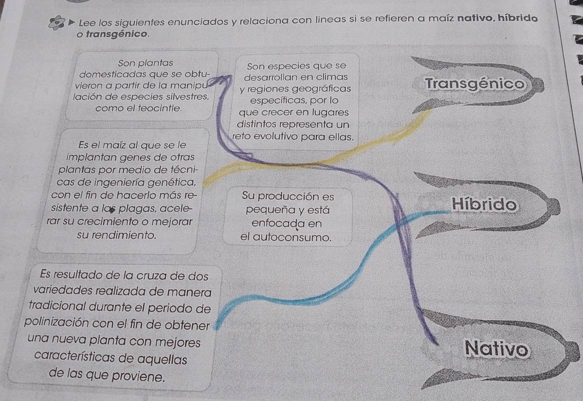 Lee los siguientes enunciados y relaciona con lineas si se refieren a maíz nativo, híbrido
o transgénico.
Son plantas Son especies que se
domesticadas que se obtu- desarrollan en climas
vieron a partir de la manipu y regiones geográficas Transgénico
lación de especies silvestres, específicas, por lo
como el teocintle. que crecer en lugares
distintos representa un
reto evolutivo para ellas.
Es el maíz al que se le
implantan genes de otras
plantas por medio de técni-
cas de ingeniería genética,
con el fin de hacerlo más re- Su producción es
sistente a las plagas, acele- pequeña y está
Híbrido
rar su crecimiento o mejorar enfocada en
su rendimiento. el autoconsumo.
Es resultado de la cruza de dos
variedades realizada de manera
tradicional durante el periodo de
polinización con el fin de obtener
una nueva planta con mejores Nativo
características de aquellas
de las que proviene.