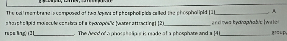 glycolipiu, carrer, carbonyarate 
The cell membrane is composed of two layers of phospholipids called the phospholipid (1)_ . A 
phospholipid molecule consists of a hydrophilic (water attracting) (2)_ and two hydrophobic (water 
repelling) (3)_ . The head of a phospholipid is made of a phosphate and a (4)_ group,