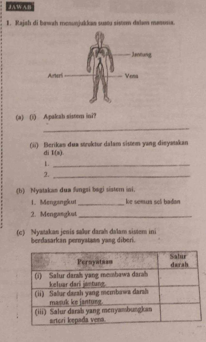 JAWAB 
1. Rajah di bawah menunjukkan suatu sister dalam manusia. 
(a) (i) Apakah sistem ini? 
_ 
(ii) Berikan dua struktur dalam sistem yang dinyatakan 
di 1(a). 
1._ 
2._ 
(b) Nyatakan dua fungsi bagi sistem ini. 
1. Mengangkut _ke semua sel badan 
2. Mengangkut_ 
(c) Nyatakan jenis salur darah dalam sistem ini 
berdasarkan pernyataan yang diberi.