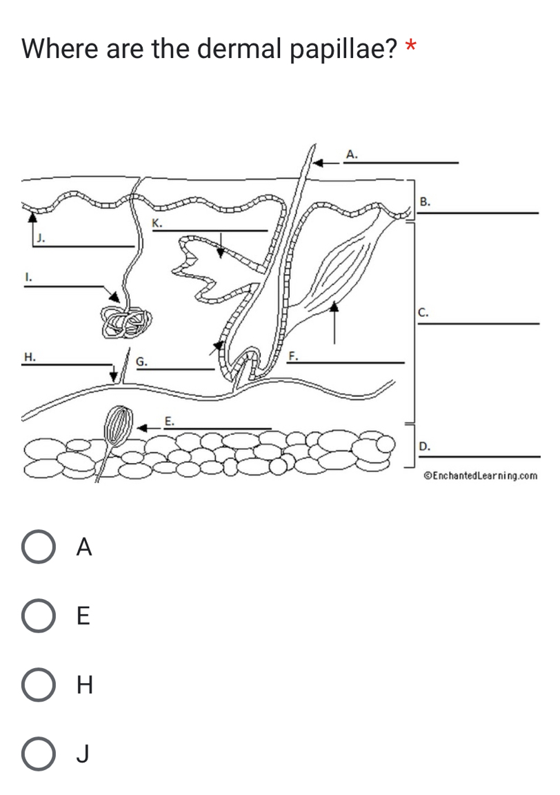 Where are the dermal papillae? *
A
E
H
J