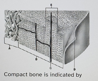 Compact bone is indicated by