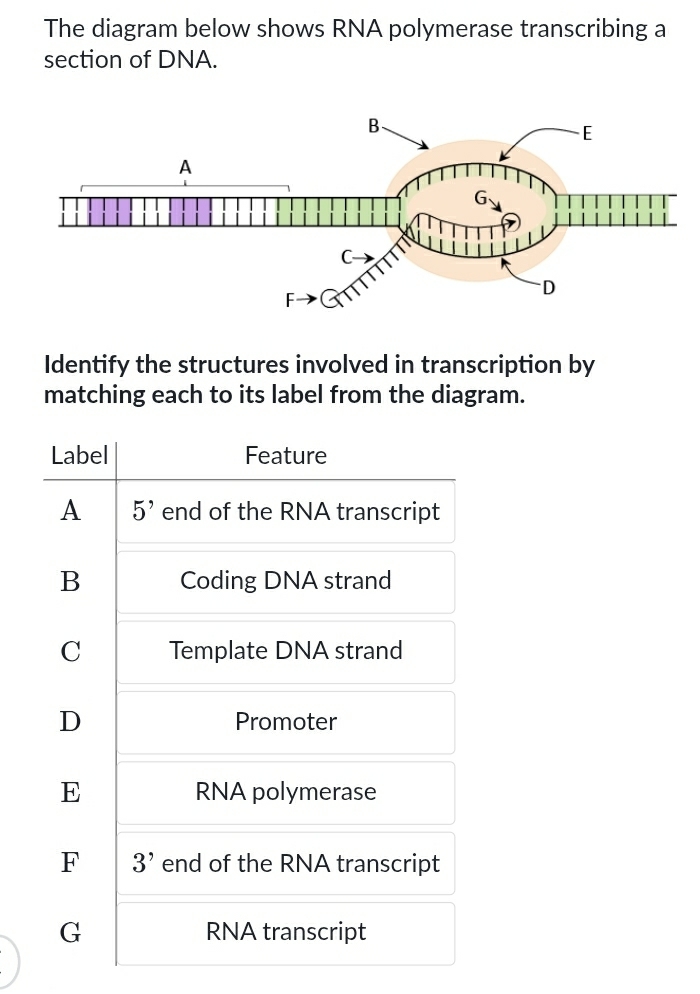 Solved: The diagram below shows RNA polymerase transcribing a section ...