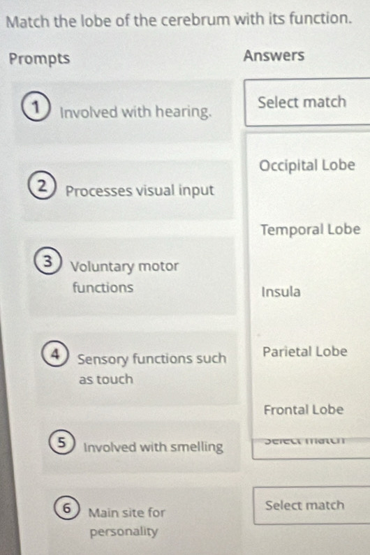 Match the lobe of the cerebrum with its function.
Prompts Answers
1) Involved with hearing. Select match
Occipital Lobe
② Processes visual input
Temporal Lobe
3 Voluntary motor
functions Insula
4 Sensory functions such Parietal Lobe
as touch
Frontal Lobe
5 Involved with smelling
6 Main site for
Select match
personality