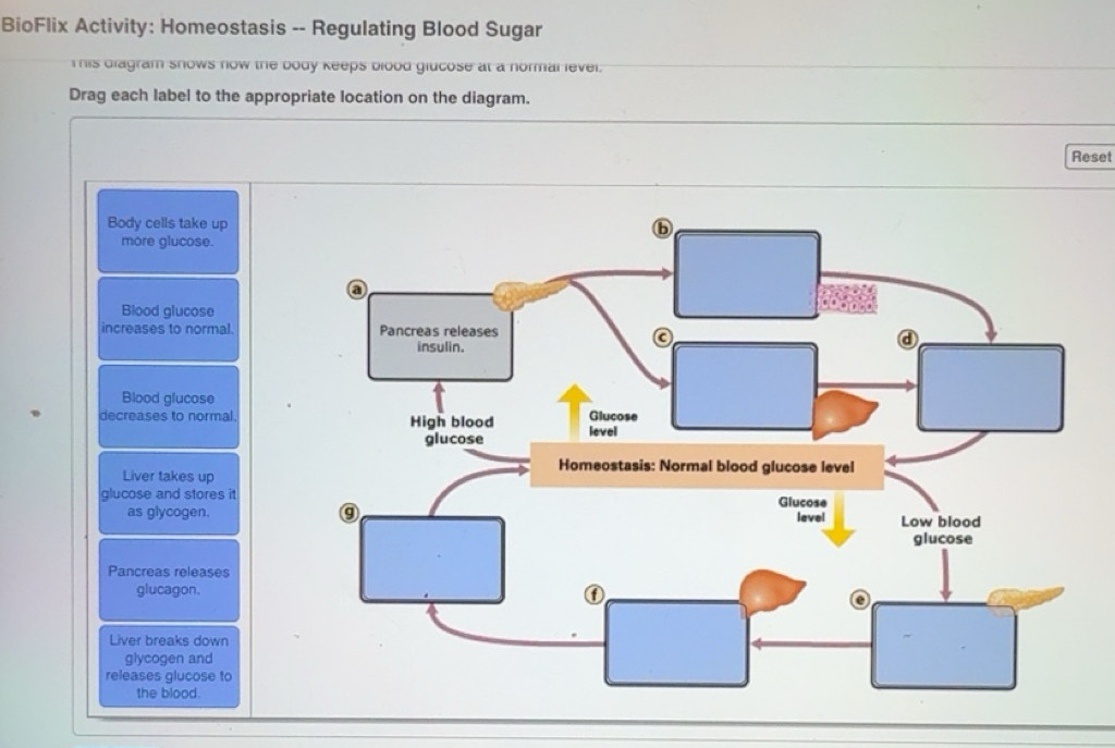 Solved: BioFlix Activity: Homeostasis -- Regulating Blood Sugar This ...