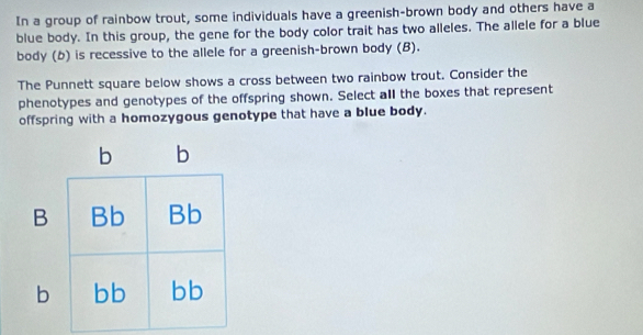 In a group of rainbow trout, some individuals have a greenish-brown body and others have a 
blue body. In this group, the gene for the body color trait has two alleles. The allele for a blue 
body (b) is recessive to the allele for a greenish-brown body (B). 
The Punnett square below shows a cross between two rainbow trout. Consider the 
phenotypes and genotypes of the offspring shown. Select all the boxes that represent 
offspring with a homozygous genotype that have a blue body.