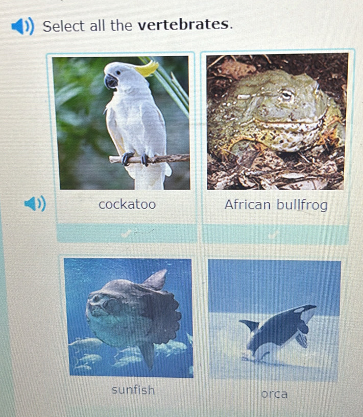 Select all the vertebrates. 
cockatoo African bullfrog 
sunfish orca