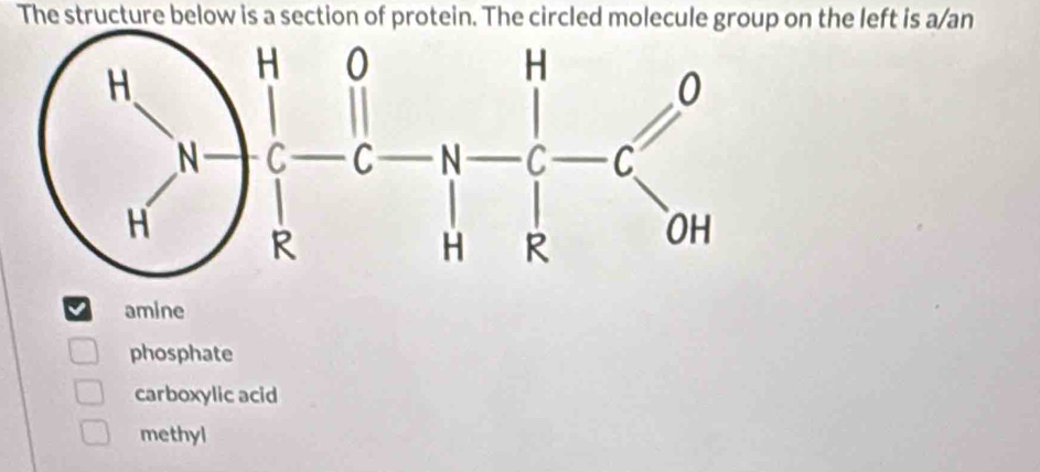 The structure below is a section of protein. The circled molecule group on the left is a/an
amine
phosphate
carboxylic acid
methyl