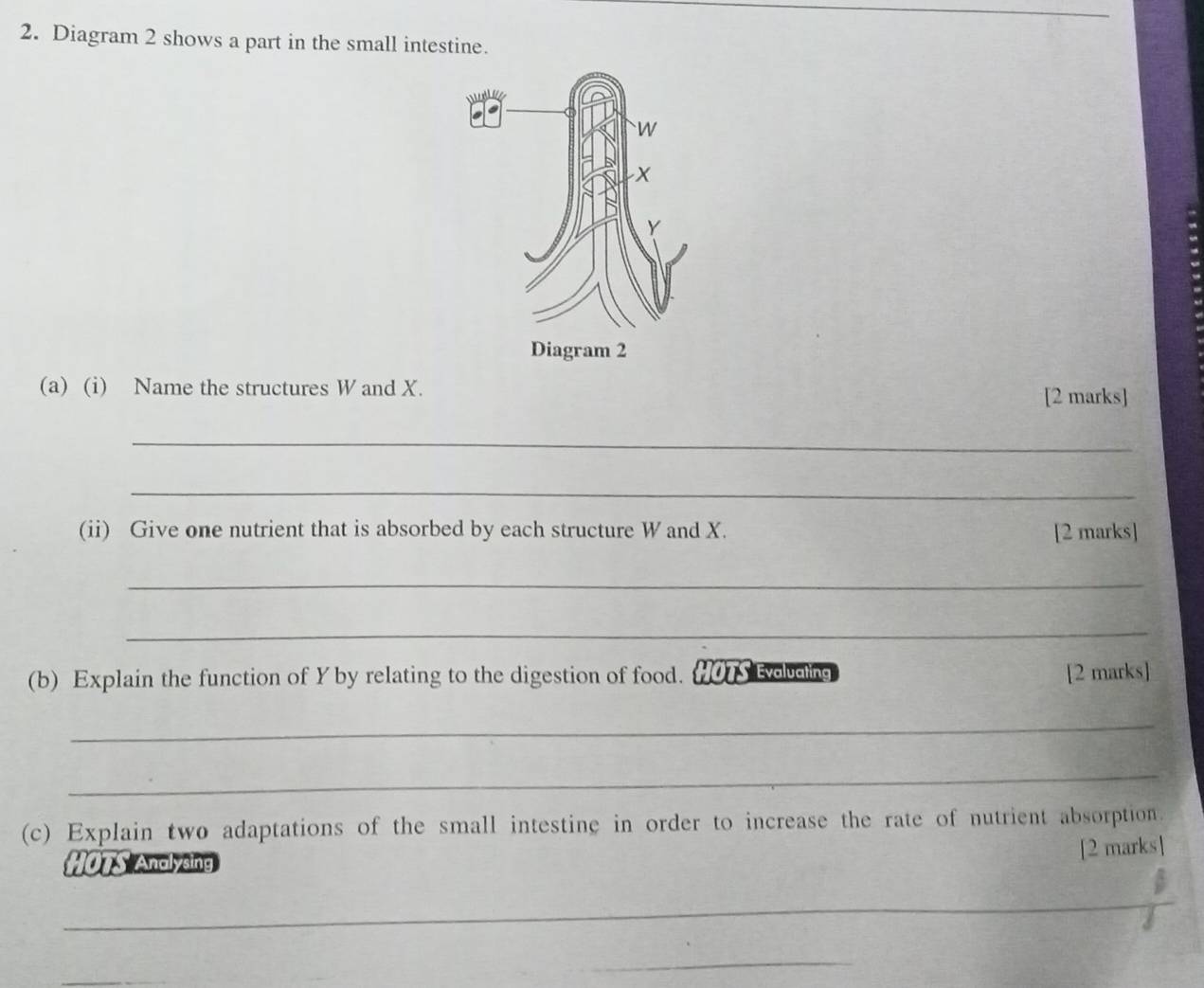 Diagram 2 shows a part in the small intestine. 
(a) (i) Name the structures W and X. 
[2 marks] 
_ 
_ 
(ii) Give one nutrient that is absorbed by each structure W and X. [2 marks] 
_ 
_ 
(b) Explain the function of Y by relating to the digestion of food. HOTS Evouding [2 marks] 
_ 
_ 
(c) Explain two adaptations of the small intestine in order to increase the rate of nutrient absorption. 
[2 marks] 
HOTS Analysing 
_ 
_ 
_