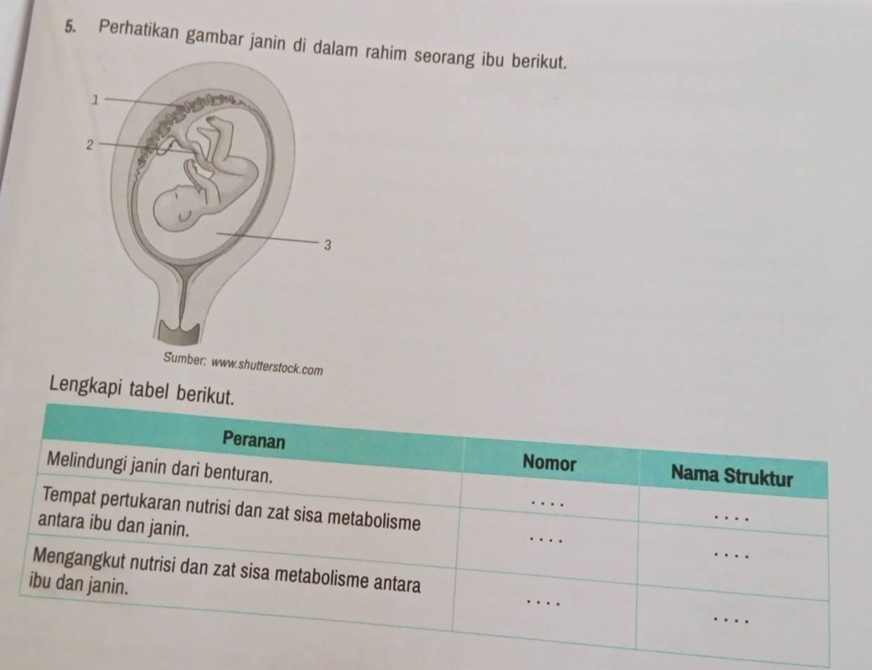 Perhatikan gambar janin di dalam rahim seorang ibu berikut. 
Sumber: www.shutterstock.com 
Lengkapi tabel beriku