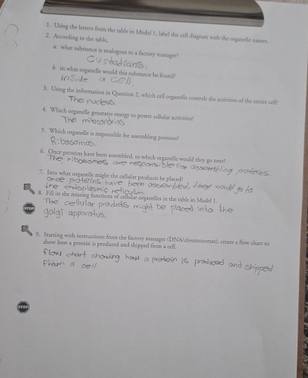 Using the letters from the table in Model 1, label the cell diagram with the oeganelle names. 
2. According to the table, 
a. what substance is analogous to a factory manager? 
6. in what organelle would this substance be found? 
3. Using the infornation in Question 2, which cell organelle controls the activities of the entire cell? 
4. Which organelle generates energy to power cellular activities? 
5. Which organelle is responsible for assembling proteins? 
a 
6. Once proteins have been assembled, to which organelle would they go next? 
7. Into what organelle might the cellular products be placed? 
8. Fill in the missing funct organelles in the table in Model 1. 
The 
9. Starting with instructions from the factory manager (DNA/chromosomes), create a flow chart to 
show how a proeein is produced and shipped from a cell.