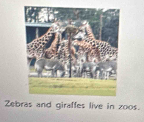 Zebras and giraffes live in zoos.