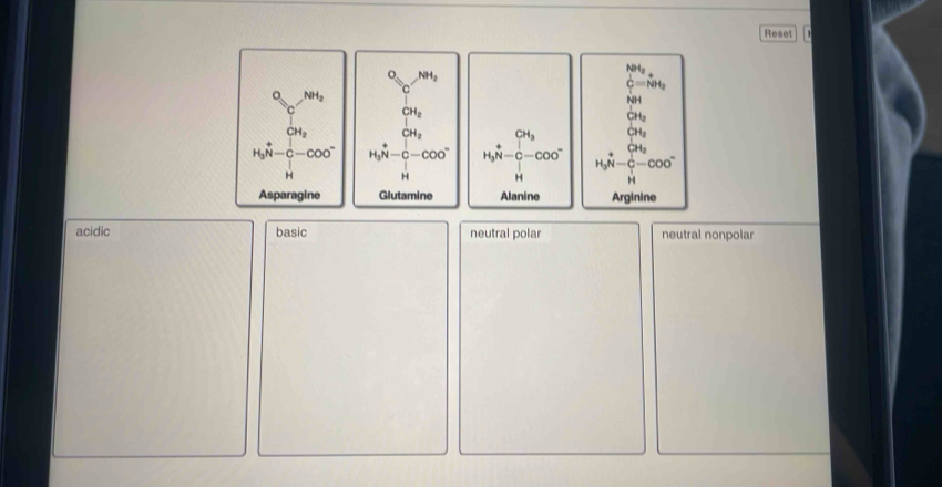 Reset
NH。
C=NH_2
NH
2H
H_3N-C-COO^-
Arginine
acidic basic neutral polar neutral nonpolar