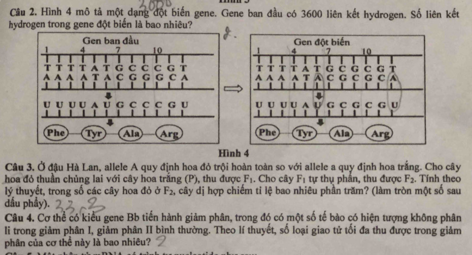 Hình 4 mô tả một dạng đột biến gene. Gene ban đầu có 3600 liên kết hydrogen. Số liên kết 
hydrogen trong gene đột biến là bao nhiêu? 
Hình 4 
Câu 3. Ở đậu Hà Lan, allele A quy định hoa đỏ trội hoàn toàn so với allele a quy định hoa trắng. Cho cây 
hoa đỏ thuần chủng lai với cây hoa trắng (P), thu được F_1. Cho cây F_1 tự thụ phần, thu được F_2. Tính theo 
lý thuyết, trong số các cây hoa đỏ ở F_2 , cây dị hợp chiếm tỉ lệ bao nhiêu phần trăm? (làm tròn một số sau 
đầu phầy). 
Câu 4. Cơ thể có kiểu gene Bb tiến hành giảm phân, trong đó có một số tế bào có hiện tượng không phân 
li trong giảm phân I, giảm phân II bình thường. Theo lí thuyết, số loại giao tử tối đa thu được trong giảm 
phân của cơ thể này là bao nhiêu?