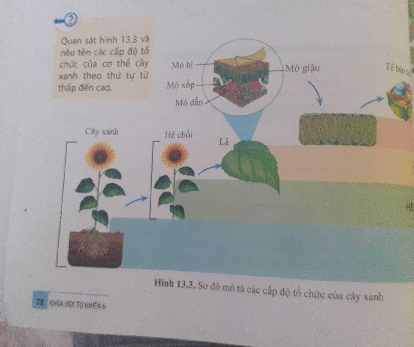 Tể bào 
HE 
Hình 13.3. Sơ đồ mô tả các cấp độ tổ chức của cây xanh
78 KHOA HỌc Tự NHiên 6