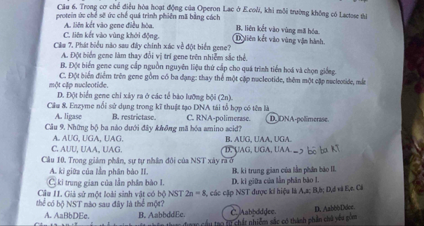 Trong cơ chế điều hòa hoạt động của Operon Lac ở E.colí, khi môi trường không có Lactose thì
protein ức chế sẽ ức chế quá trình phiên mã bằng cách B, liên kết vào vùng mã hóa.
A. liên kết vào gene điều hòa.
C. liên kết vào vùng khởi động. D. liên kết vào vùng vận hành.
Câu 7. Phát biểu nào sau đây chính xác về đột biển gene?
A. Đột biến gene làm thay đổi vị trí gene trên nhiễm sắc thể.
B. Đột biến gene cung cấp nguồn nguyên liệu thứ cấp cho quá trình tiến hoá và chọn giống.
C. Đột biến điểm trên gene gồm có ba đạng: thay thể một cặp nucleotide, thêm một cặp nucleotide, mắt
một cặp nucleotide.
D. Đột biến gene chỉ xảy ra ở các tế bào lưỡng bội (2n).
Câu 8. Enzyme nổi sử dụng trong kĩ thuật tạo DNA tái tổ hợp có tên là
A. ligase B. restrictase. C. RNA-polimerase. D. DNA-polimerase.
Câu 9. Những bộ ba nào dưới đây không mã hóa amino acid?
A. AUG, UGA, UAG. B. AUG, UAA, UGA.
C. AUU, UAA, UAG. D. UAG, UGA, UAA. ,
Câu 10. Trong giảm phân, sự tự nhân đôi của NST xảy ra ở
A. kì giữa của lần phân bào II. B. kì trung gian của lần phân bảo II.
C. kì trung gian của lần phân bào I. D. kì giữa của lần phân bào I.
Câu 11. Giả sử một loài sinh vật có bộ NST 2n=8
thể có bộ NST nào sau đây là thể một? , các cặp NST được kí hiệu là A,a; B,b; D,d và E,e. Cá
A. AaBbDEe. B. AabbddEe. C. Aabbdddee. D. AabbbDdcc
Cc cầu ạo từ chất nhiễm sắc có thành phần chủ yêu gồm