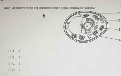 Which label points to the cell organelle in which cellular respiration happens?
1
2
3
4
A. 1
B. 2
C. 3
D. 4