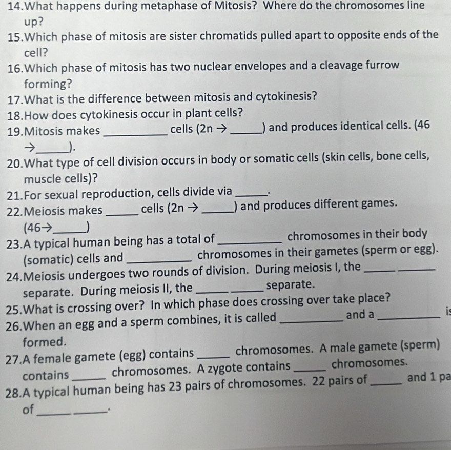 What happens during metaphase of Mitosis? Where do the chromosomes line 
up? 
15.Which phase of mitosis are sister chromatids pulled apart to opposite ends of the 
cell? 
16.Which phase of mitosis has two nuclear envelopes and a cleavage furrow 
forming? 
17.What is the difference between mitosis and cytokinesis? 
18.How does cytokinesis occur in plant cells? 
19.Mitosis makes _cells (2n →_ ) and produces identical cells. (46
_). 
20.What type of cell division occurs in body or somatic cells (skin cells, bone cells, 
muscle cells)? 
21.For sexual reproduction, cells divide via _. 
22.Meiosis makes _cells (2n → _ ) and produces different games. 
(46→ ) 
23.A typical human being has a total of_ chromosomes in their body 
(somatic) cells and _chromosomes in their gametes (sperm or egg). 
24.Meiosis undergoes two rounds of division. During meiosis I, the_ 
separate. During meiosis II, the __separate. 
25.What is crossing over? In which phase does crossing over take place? 
26.When an egg and a sperm combines, it is called _and a _is 
formed. 
27.A female gamete (egg) contains _chromosomes. A male gamete (sperm) 
contains chromosomes. A zygote contains _chromosomes. 
28.A typical human being has 23 pairs of chromosomes. 22 pairs of_ and 1 pa 
of_ 
_.