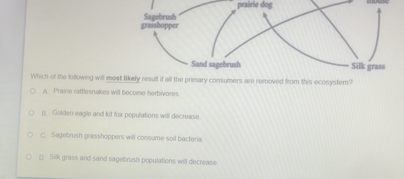 prairie dog mouse
Sagebrush
grasshopper
Sand sagebrush Silk grass
Which of the following will most likely result if all the primary consumers are removed from this ecosystem?
A Prairie rattlesnakes will become herbivores.
B. Golden eagle and kit fox populations will decrease.
C Sagebrush grasshoppers will consume soil bacteria.
D Silk grass and sand sagebrush populations will decrease.