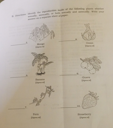 Directions: Identify the reproduction mode of the following plants whether 
lexually, asexually, or both sexually and asexually. Write your 
answer on a separate sheet of paper. 
_ 
_8. 
_ Mongo 
Onion 
(Dignos.nd) ( Dignos.nd) 
_9. 
__6 Guava 
Banana 
(Dignos.nd) (Dignos.nd) 
_ 
_7. _10. 
Fern Strawberry 
(Dignos.nd) (Dignos.nd)