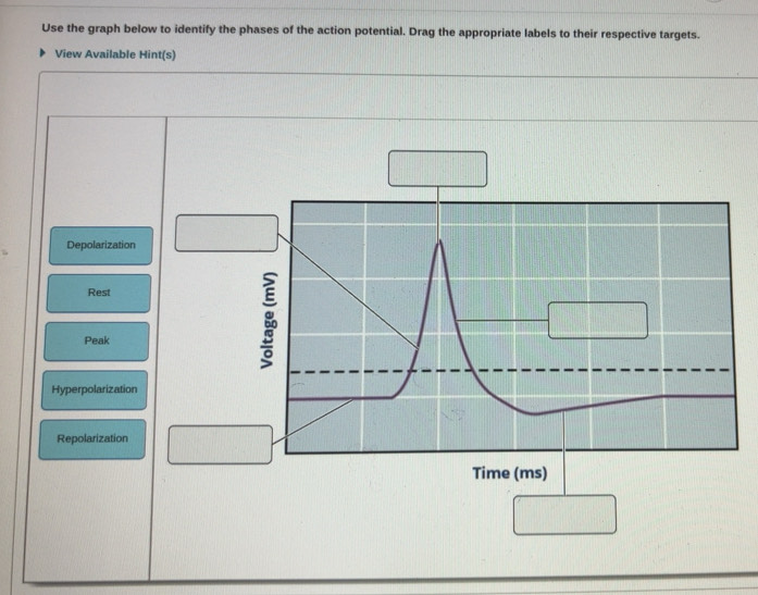 Solved: Use the graph below to identify the phases of the action ...