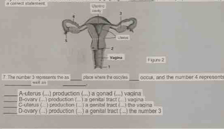 a correct statement 
Figure 2 
7. The number 3 represents the as _place where the oocytes _occur, and the number 4 represents 
_well == _. 
_A-uterus (...) production (...) a gonad (...) vagina 
_B-ovary (...) production (...) a genital tract (.. ) vagina 
_ 
C-uterus (.. ) production ( ... ) a genital tract ( ) the vagina 
_D-ovary ( .) production (.. ) a genital tract ( ..) the number 3