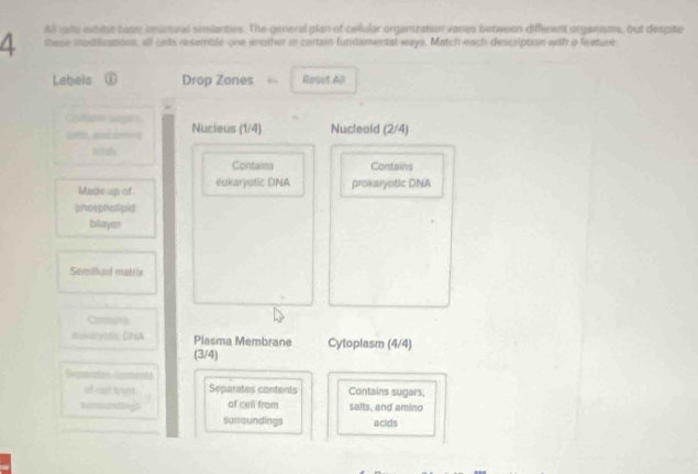 Al rols ewhitst natie imctural simlanties. The general plan of collular organization vares between different organisma, but despite 
A these iodifications, all colls resemble one enother in certain fundamental ways. Match each description with a feature 
Labels ① Drop Zones 6 Roset All 
Cueit spgt Nucieus (1/4) Nucleoid (2/4)
G ot , en ara 
Contains Contains 
Mide up of eukaryatic DNA prokaryptic DNA 
phosphallpid 
bilayer 
Semilluzd matrix 
Contalb 
euvaryot DNA Plasma Membrane Cytoplasm (4/4)
(3/4) 
Ge paraton Guantersts 
थ वडा पस Separates contents Contains sugars, 
tmrdgl of cell from salts, and amino 
surroundings acids