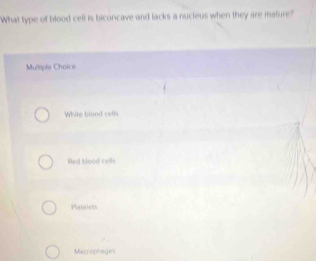 What type of blood cell is biconcave and lacks a nucleus when they are mature?
Multiple Choice
White blood cells
Red blood cells
Platelets
Macrophages