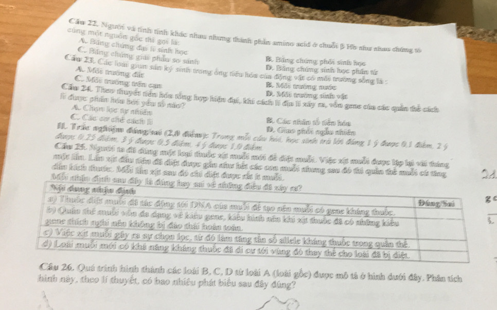 Cầu 22, Người và tính tính khác nhau nhưng thành phần amino acíd ở chuỗi β Hồ như nhau chứng tố
cùng một nguồn gốc thi gọi là:
A. Băng chúng đại lý sinh học
C. Băng chúng giải phẩu so sánh
B. Băng chứng phối sinh học
D. Băng chúng sinh học phần từ
Cầu 23, Các loài giun sản ký sinh trong ông tiểu hóa của động vật có mỗi trường sống là
A. Môi trướng đất
C. Mối trướng trên cạn B. Mối tướng mước
D. Mối trường sinh vật
Cầu 24. Theo thuyết tiên hóa tổng hợp hiện đại, khi cách lí địa lý xây ra, vôn gene của các quản thể cách
l được phẩn hóa bởi yểu tổ nào?
A. Chọn lọc tự nhiên
C. Các cơ chế cách lì B. Các nhân tổ tên hóa
D. Giao phối ngẫu nhiên
II. Trắc nghiệm đúng sai (2,0 điểm): Trong mỗi cầu hỏi, học sinh trò lới đóng 1 ý được 0,1 điểm, 2 ý
đoags 0,25 điểm, 3 5 đoaợx 0,5 điểm, 4 5 đhaợc 1,0 điểm
Cầu 25. Người ta đã dùng một loại thuốc xt muỗi mới đề điệt muỗi. Việc xt muỗi được lập li với táng
một lần. Lần xựt đầu tiên đã điệt được gần như hết các con muỗi nhung sau đó thủ quân thế mỗi có tăng
dân kích tước. Mỗi lầu xột sau đó chi diệt được rất 1 muỗi.
Mỗi nhậu địh sau 
. Quá trình hình thành các loài B, C, D từ loài A (loài gốc) được mô tả ở hình dưới đây. Phân tích
hình này, theo lí thuyết, có bao nhiệu phát biểu sau đây đúng?