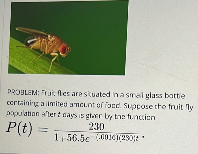 PROBLEM: Fruit flies are situated in a small glass bottle 
containing a limited amount of food. Suppose the fruit fly 
population after t days is given by the function
P(t)= 230/1+56.5e^(-(.0016)(230)t). 