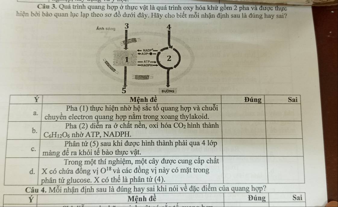 Quá trình quang hợp ở thực vật là quá trình oxy hóa khử gồm 2 pha và được thực
hiện bởi bào quan lục lạp theo sơ đồ dưới đây. Hãy cho biết mỗi nhận định sau là đúng hay sai?
Y Mệnh đề Đúng Sai