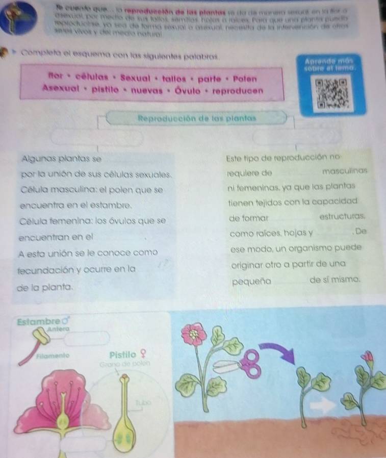 Se quento que...la repreducción de las plantas se da de monera seruns en la for a 
O sexcal, por medio de sus talles, símilas bolas a ralces Fara que una plante mundo 
reptoclucise, ya sea de forma sexual a asesual, recesita de la intervención de ofros 
síes vivos y del medio natural 
* Completa el esquema con las siguientes palabras. 
Aprende más 
sobre at temo. 
tor + células + Sexual + tallos + parte + Polen 

* Asexual - pistilo - nuevas - Óvulo - reproducen 
Reproducción de las plantas 
Algunas plantas se Este tipo de reproducción no 
por la unión de sus células sexuales. requiere de masculinas 
Célula masculina: el polen que se ni femeninas, ya que las plantas 
encuentra en el estambre. tienen tejidos con la capacidad 
Célula femenina: los óvulos que se de formar estructuras. 
encuentran en el como raíces, hojas y . De 
A esta unión se le conoce como ese modo, un organismo puede 
fecundación y ocurre en la originar otro a partir de una 
de la planta. pequeña de sí mismo.