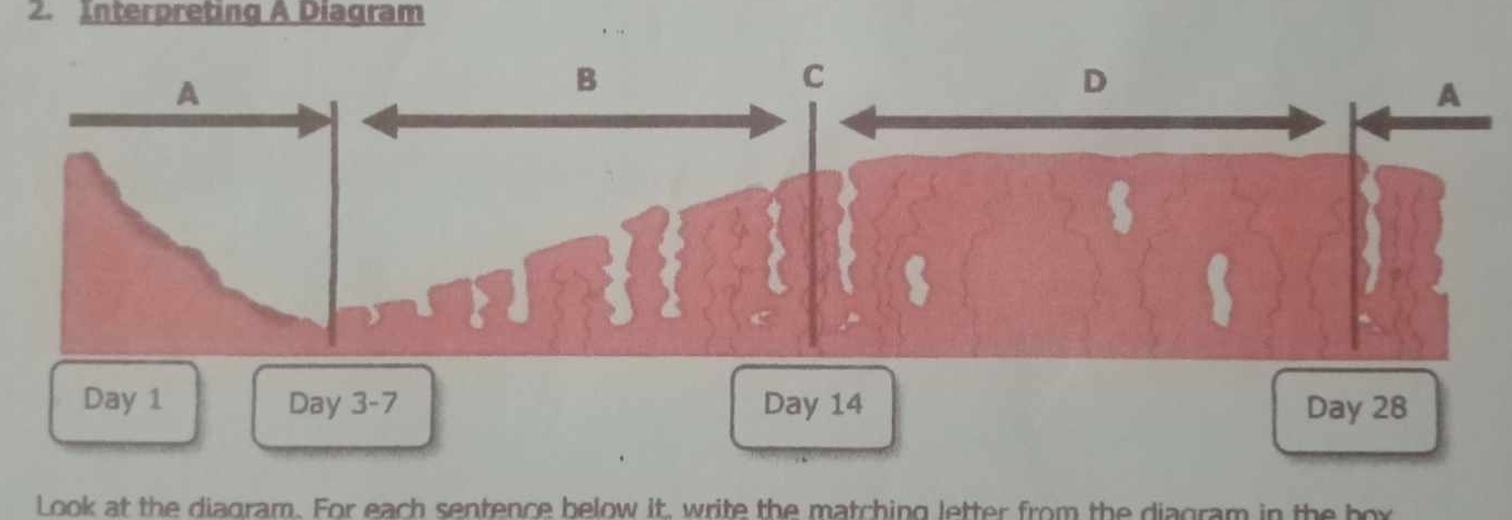 Interpreting A Diagram
Day 1 Day 3-7 Day 14 Day 28
Look at the diagram. For each sentence below it, write the matching letter from the diagram in the box