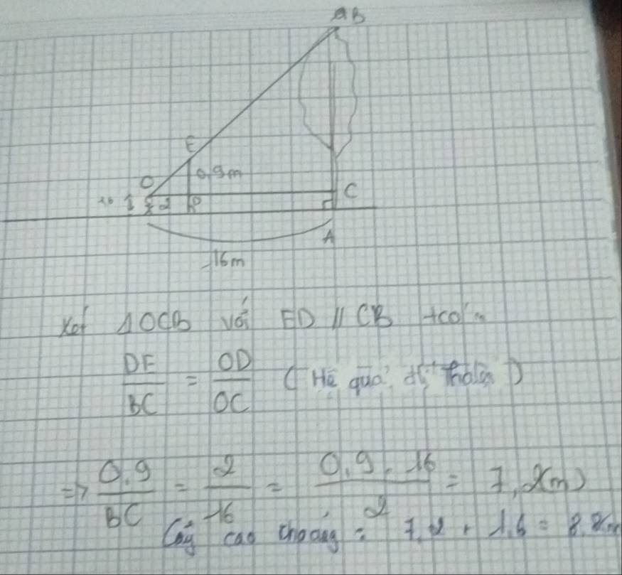 Ko boco vá FDcB tc0
 DE/BC = OD/OC  (He quò? dìhǒlùp 
7  (0.9)/BC = 2/16 = (0.9.16)/2 =7.2(m)
Cag cao choang? 7.2+1.6=8.8m