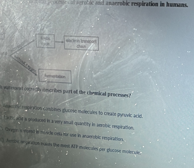 processe of aerobic and anaerobic respiration in humans.
Krebis electron transport
cyde . chain
hout exya
formentation
h statement correcty describes part of the chemical processes?
Amebic respiration combines glucose molecules to create pyruvic acid.
Lactic acid is produced in a very small quantity in aerobic respiration.
Oxygen is stored in muscle cells for use in anaerobic respiration.
Aerobic respiration makes the most ATP molecules per glucose molecule.