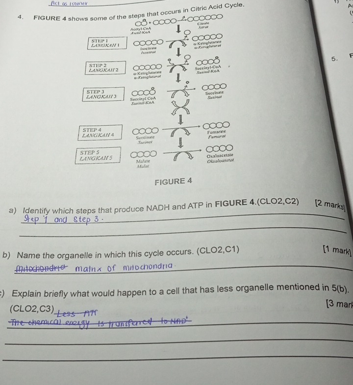 Act as 1somer 
4. FIGURE 4 shows some of the steps that occurs in Citric Acid Cycle. 
A 
Acety I-CaA Kortl KoA Cisrate 
Sitral 
STEP1 
LANGKAI/ Y 
α-Ketoglutarate 6 -Ketuglutarat 
Esocitrate Ioxitral 
u-Ketoglutarate u-Ketoglutarat Succinyl-CoA Susiml-KOA 5. 
F 
LANGKAH 2 STEP 2
LANGKAII 3 STEP 3
Succinyl CoA Susinil-KoA Succinate Susinat 
STEP 4
Fumarate 
LANGKAH 4 Suecinate Fumarat 
Susinot 
STEP 5
Oxaloacetate 
LANGKAH 5 Malate 
Oksaloasetat 
Malat 
FIGURE 4 
a) Identify which steps that produce NADH and ATP in FIGURE 4.(CLO2,C2) [2 marks 
_ 
_ 
_ 
b) Name the organelle in which this cycle occurs. (CLO2,C1) 
[1 mark] 
_ 
c) Explain briefly what would happen to a cell that has less organelle mentioned in 5(b). 
(CLO2,C3)_ 
[3 marl 
_ 
_ 
_