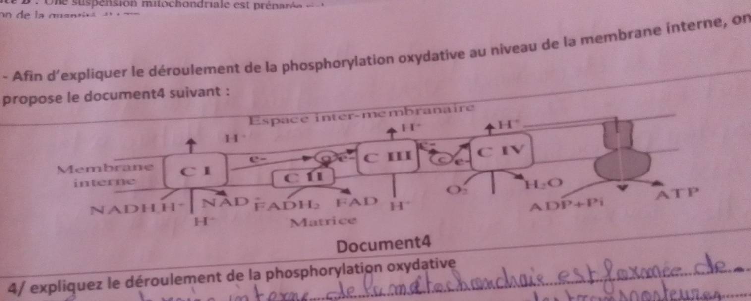 Une suspénsion mitochondriale est prénarée e 
on de la quanti á 
- Afin d’expliquer le déroulement de la phosphorylation oxydative au niveau de la membrane interne, on 
propose le document4 suivant : 
Espace inter-membranaire
11°
4H^+
H 
C IV 
C III e 
Membrane C I 
interne c ú
H_2O
ATI P 
NADH H * NAD FADI l_2 FAD H° DP +Pi
A 
H Matrice 
Document4 
_ 
_ 
4/ expliquez le déroulement de la phosphorylation oxydative