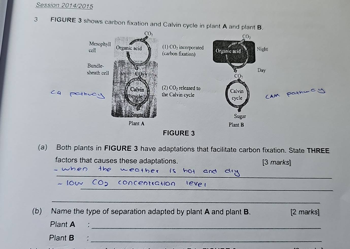 Session 2014/2015 
3 FIGURE 3 shows carbon fixation and Calvin cycle in plant A and plant B.
CO_2
CO_2
Mesophyll 
cell Organic acid (1) CO_2 incorporated Organic acid Night 
(carbon fixation) 
Bundle- 
sheath cell CO, 
Day
CO_2
Calvin (2) CO released to 
Calvin 
cu r 
cycle the Calvin cycle 
cycle 
Sugar Sugar 
Plant A Plant B 
FIGURE 3 
(a) Both plants in FIGURE 3 have adaptations that facilitate carbon fixation. State THREE 
factors that causes these adaptations. [3 marks] 
_ 
_ 
eve 
_ 
(b) Name the type of separation adapted by plant A and plant B. [2 marks] 
Plant A :_ 
Plant B :_