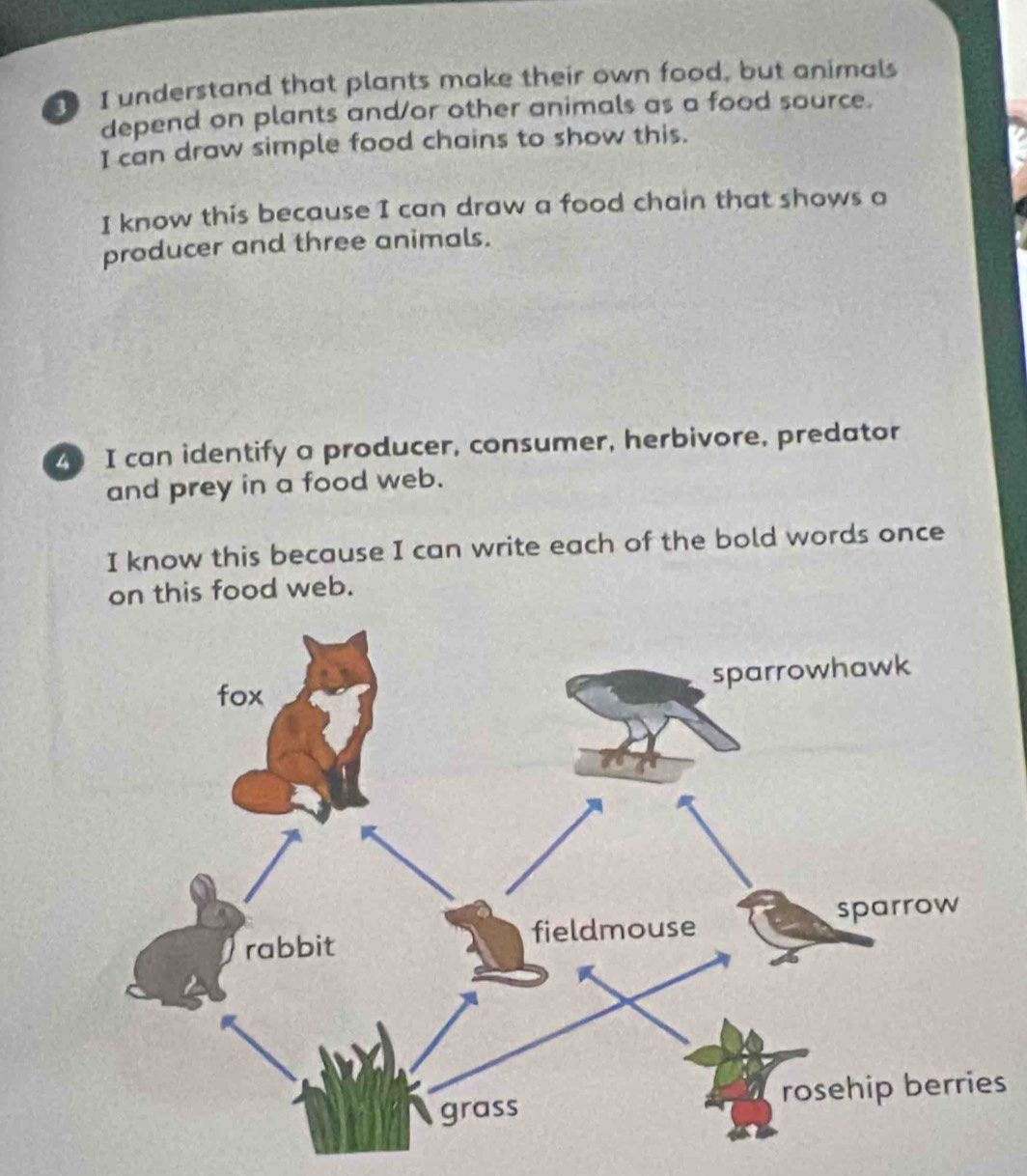 understand that plants make their own food, but animals 
depend on plants and/or other animals as a food source. 
I can draw simple food chains to show this. 
I know this because I can draw a food chain that shows a 
producer and three animals. 
4 I can identify a producer, consumer, herbivore, predator 
and prey in a food web. 
I know this because I can write each of the bold words once 
on this food web. 
s