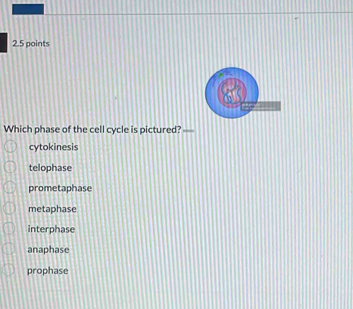 Which phase of the cell cycle is pictured?
cytokinesis
telophase
prometaphase
metaphase
interphase
anaphase
prophase