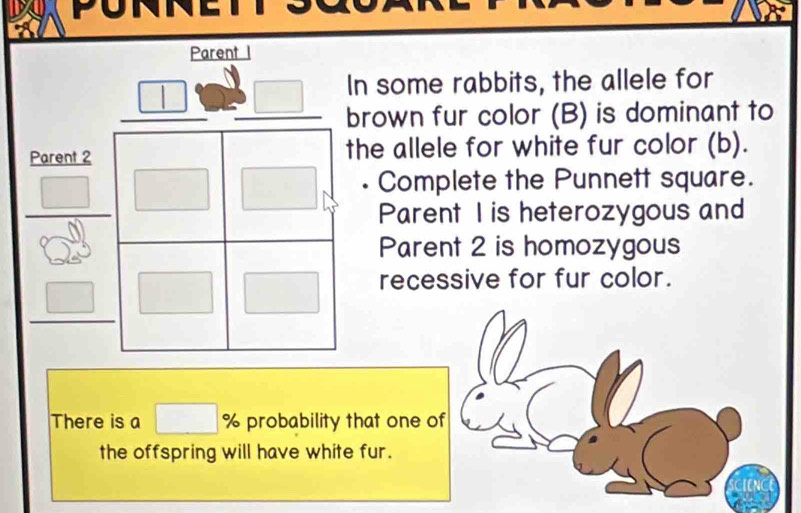 some rabbits, the allele for 
rown fur color (B) is dominant to 
he allele for white fur color (b). 
. Complete the Punnett square. 
Parent I is heterozygous and 
Parent 2 is homozygous 
recessive for fur color. 
There is a % probability that one of 
the offspring will have white fur.