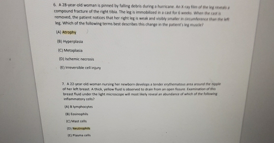 A 28-year-old woman is pinned by falling debris during a hurricane. An X -ray him of the leg reveals a
compound fracture of the right tibia. The leg is immobilized in a cast for 6 weeks. When the cast is
removed, the patient notices that her right leg is weak and visibly smaller in circumference than the left
leg. Which of the following terms best describes this change in the patient's leg muscle?
(A) Atrophy
(B) Hyperplasia
(C) Metaplasia
(D) Ischemic necrosis
(E) Irreversible cell injury
7. A 22-year-old woman nursing her newborn develops a tender erythematous area around the nipple
of her left breast. A thick, yellow fluid is observed to drain from an open fissure. Examination of this
breast fluid under the light microscope will most likely reveal an abundance of which of the following 
inflammatory cells?
(A) B lymphocytes
(B) Easinophis
(C) Mast cells
(D) Neutrophils
(E) Plasma cells