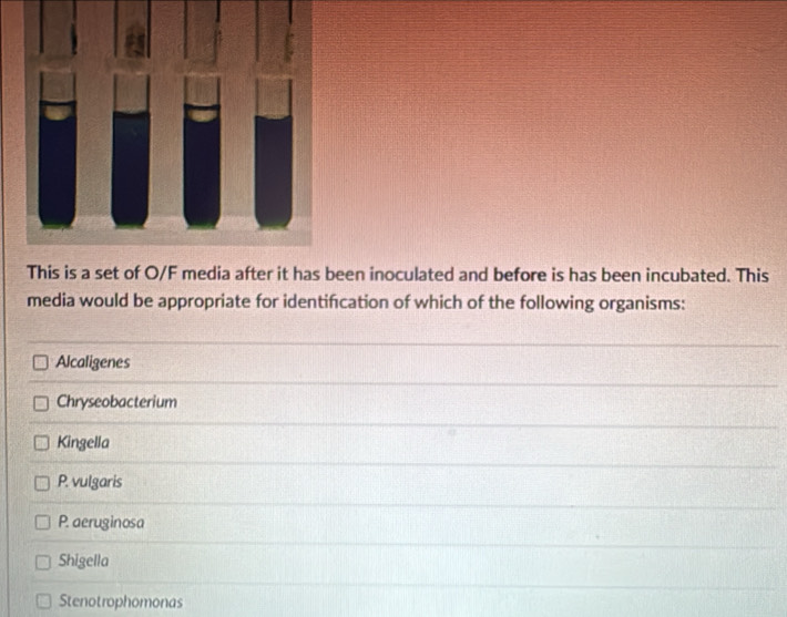 This is a set of O/F media after it has been inoculated and before is has been incubated. This
media would be appropriate for identifcation of which of the following organisms:
Alcaligenes
Chryseobacterium
Kingella
P. vulgaris
P. aeruginosa
Shigella
Stenotrophomonas