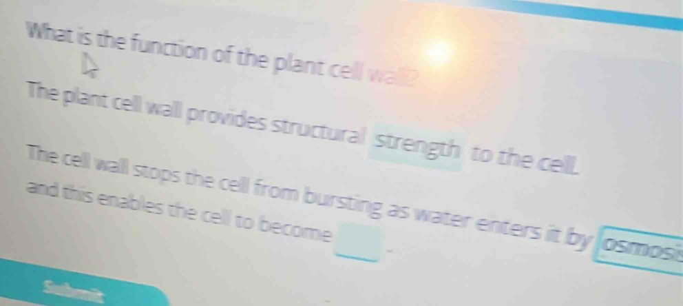 What is the function of the plant cell wall? 
The plant cell walll provides structural strength to the cell. 
and this enables the cell to become The cell wall stops the cell from bursting as water enters it by losmosi