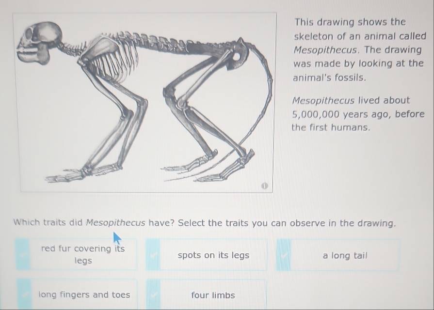 Solved: his drawing shows the keleton of an animal called esopithecus ...